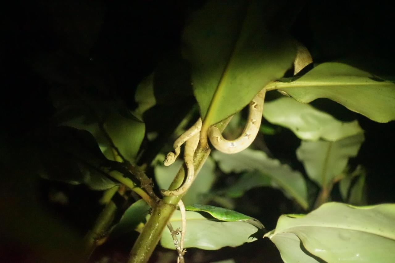 Shipati Lodge Misahualli Bagian luar foto